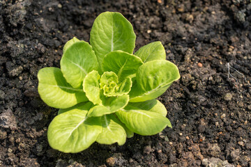 Romaine lettuce or cos lettuce cuttings in a greenhouse, top view.
