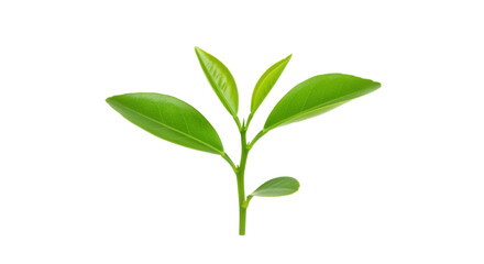 Fresh green tea leaves sprouting isolated on white background ideal for herbal themes