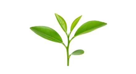 Fresh green tea leaves sprouting isolated on white background ideal for herbal themes