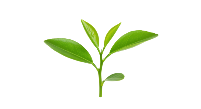 Fresh green tea leaves sprouting isolated on white background ideal for herbal themes
