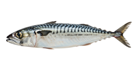 Fresh mackerel fish isolated on white background showcasing its vibrant colors and details