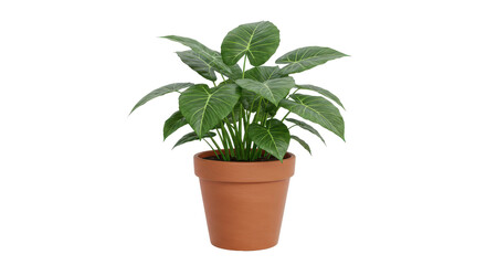Fototapeta premium Lush green indoor plant in a terracotta pot isolated on white background