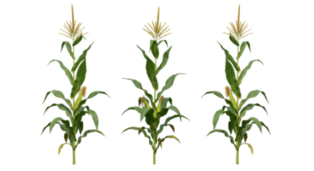 Three vibrant corn plants isolated on white background growing in a lush field