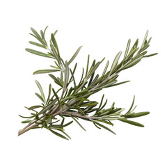 Fototapeta premium Fresh rosemary sprig, detailed illustration