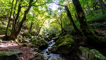 Obraz premium Forest Stream, Autumn Sunlight, Hiking Trail