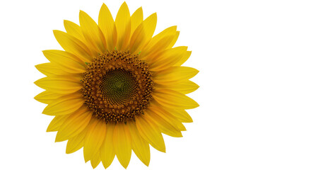 Obraz premium Vibrant sunflower in full bloom symbolizing summer joy isolated on white background