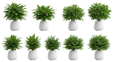A vibrant display of various lush green potted plants isolated on white background arranged in a grid pattern