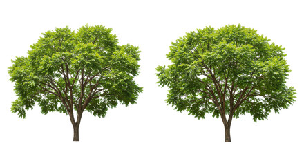 Two lush green trees isolated on white background side by side in a serene outdoor setting with clear skies