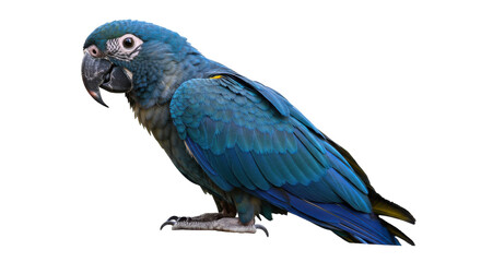 Vibrant blue parrot isolated on white background perched gracefully showcasing its feathers against a plain backdrop