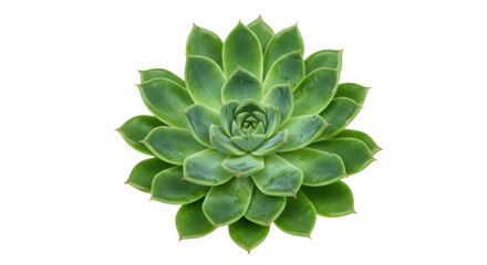 Fototapeta premium Lush green succulent plant isolated on white background showcasing intricate leaf patterns
