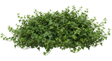 Naklejka premium Lush green ivy bush isolated on white background thriving in a vibrant garden setting with sunlight filtering through