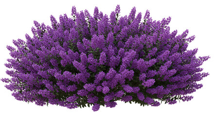 Obraz premium Vibrant lavender bush isolated on white background in full bloom surrounded by a serene garden setting
