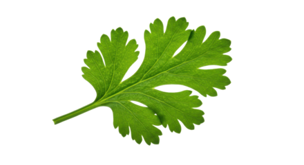 Fresh green cilantro leaf isolated on white background ideal for culinary use and recipes