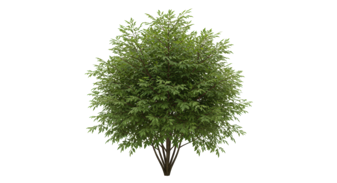 Lush green tree isolated on white background with dense foliage in a serene outdoor setting ideal for nature scenes