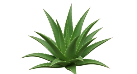 Vibrant aloe vera plant isolated on white background ideal for wellness and nature themes