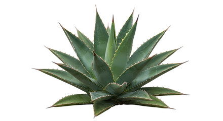 Fototapeta premium A vibrant green agave plant isolated on white background with sharp leaves showcasing its natural beauty