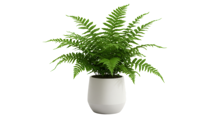 Lush green fern in a modern white pot set against a minimalist background isolated on white background