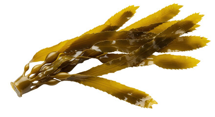 Vibrant underwater kelp swaying gently isolated on white background showcasing marine life