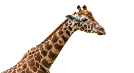 Close up of a majestic giraffe head showcasing unique patterns isolated on white background
