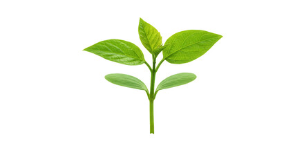 Fototapeta premium Fresh green plant sprouting with vibrant leaves isolated on white background