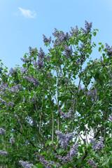 Vibrant blooming lilac bushes in a sunny park. Springtime beauty. Stunning purple lilac flowers creating a picturesque landscape