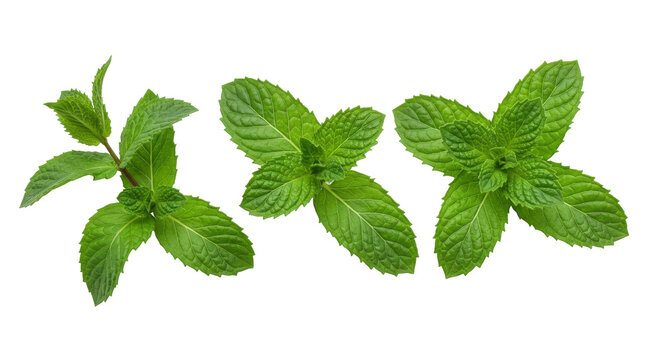 Fresh mint leaves arranged in a row showcasing their vibrant green color and texture isolated on white background