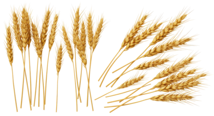 Bundles of golden wheat stalks arranged artistically isolated on white background ideal for agricultural themes
