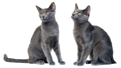 Korat cats are known for their striking gray fur and expressive yellow eyes, showcasing elegance and charm in every pose