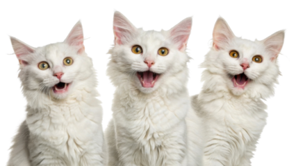 Fluffy laperm cats display joyful expressions with wide open mouths, showcasing their playful nature and charm