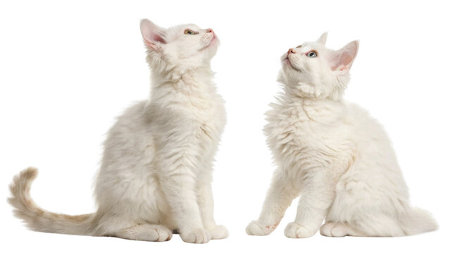 Fluffy laperm cats sit gracefully, their soft white fur glistening as they curiously gaze upwards, embodying sense of wonder and charm