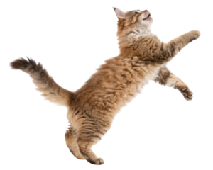 Playful laperm cat leaps gracefully in mid air showcasing its fluffy coat and lively spirit