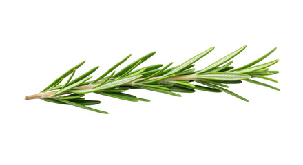 Fototapeta premium Fresh rosemary sprig isolated on white background ideal for culinary and herbal use
