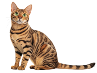 Beautiful toyger cat sits gracefully, showcasing its striking stripes and vibrant green eyes, embodying elegance and charm