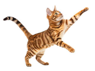 Playful toyger cat leaps gracefully, showcasing its striking stripes and energetic spirit in lively pose