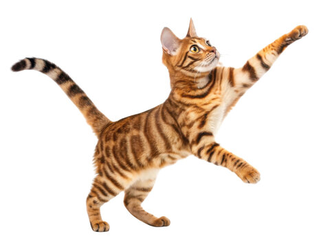 Playful toyger cat leaps gracefully, showcasing its striking stripes and energetic spirit in lively pose