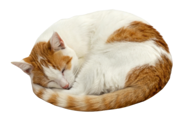 Turkish cat named Van curls up peacefully, showcasing its beautiful orange and white fur in cozy, serene pose