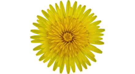 Vibrant yellow dandelion flower blooming against a soft blurred green background isolated on white background