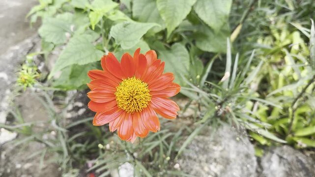 Close-up a Mexican sunflower (Tithonia rotundifolia) with orange and amber stamens 
