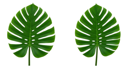 Two vibrant green leaves with intricate patterns isolated on white background ideal for nature themes