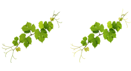 Lush green vine with leaves and buds isolated on white background ideal for nature themes