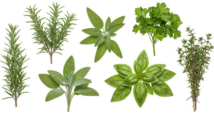 Fototapeta premium A vibrant assortment of fresh culinary herbs isolated on white background arranged artistically