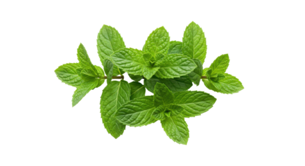 Fresh mint leaves arranged beautifully isolated on white background ideal for culinary use