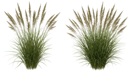 Lush ornamental grass clumps isolated on white background swaying gently in a sunny garden setting