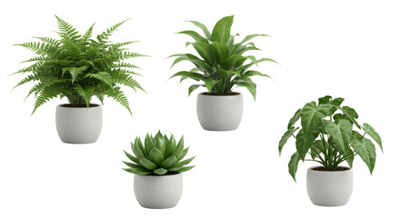 A collection of four potted indoor plants isolated on white background showcasing diverse foliage and textures