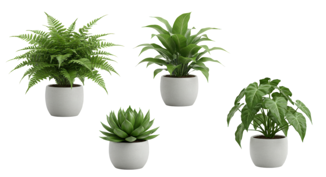 A collection of four potted indoor plants isolated on white background showcasing diverse foliage and textures