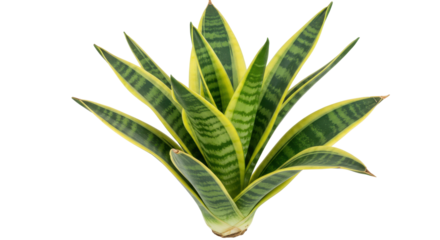 Lush green snake plant isolated on white background with vibrant stripes against a clean white background