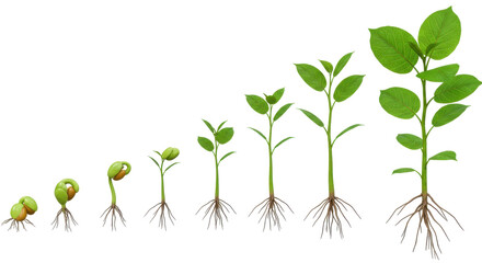 Growth stages of plants from seed to sprout isolated on white background showcasing natural development