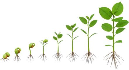 Growth stages of plants from seed to sprout isolated on white background showcasing natural development