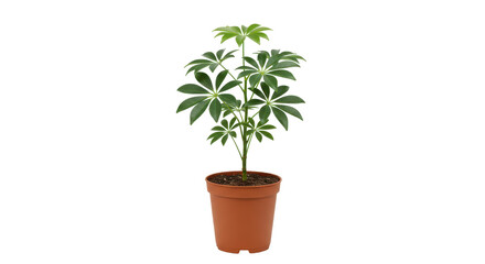 Obraz premium Potted papaya plant showcasing lush green leaves isolated on white background