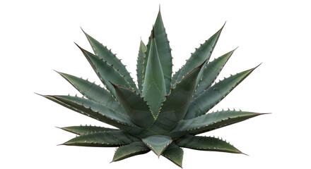 Fototapeta premium A vibrant agave plant showcasing its sharp leaves isolated on white background